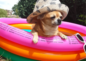 cane estate alimentazione del cane, appetizzanti per cani