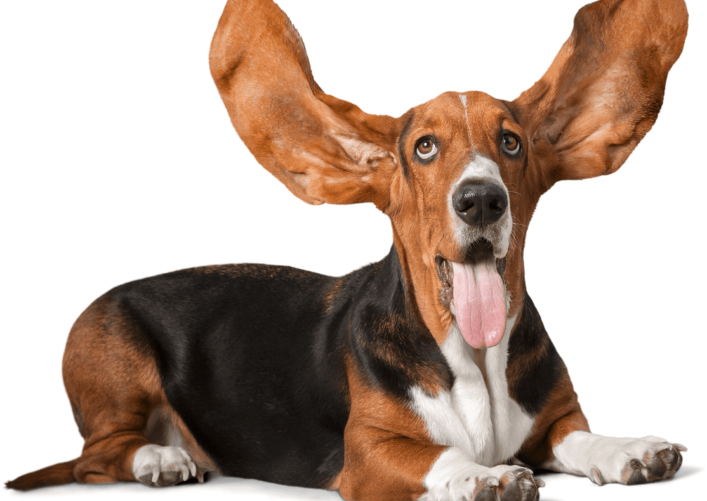 Allergia e intolleranza alimentare nel cane e nel gatto