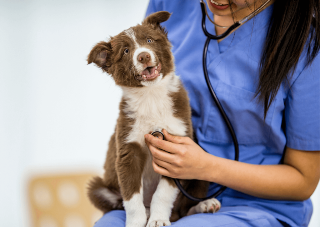 Allergia e intolleranza alimentare nel cane e nel gatto