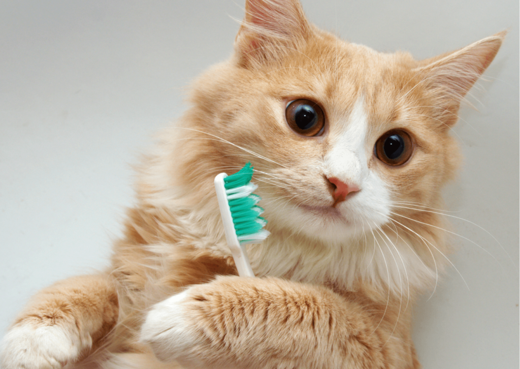 Pulizia denti gatto: come e quando farlo?