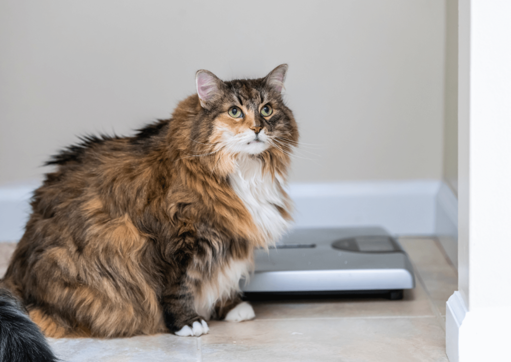 Gatti obesi: quando preoccuparsi e come creare una dieta adatta