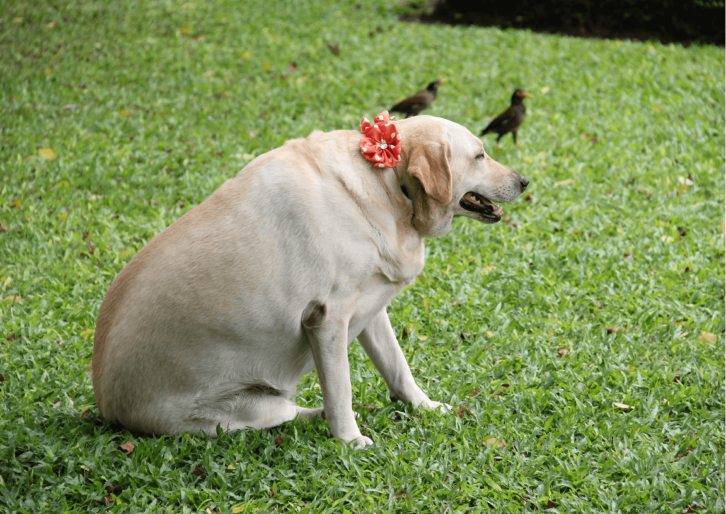 Come far perdere peso al cane obeso con un’alimentazione sana
