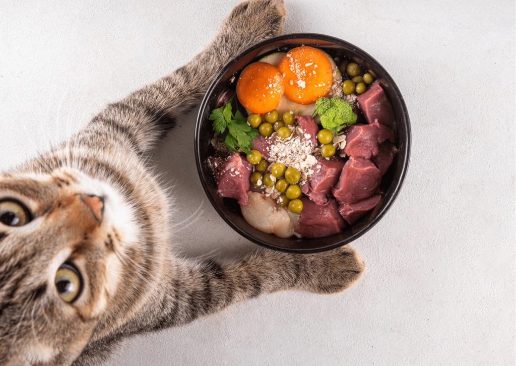 Cosa dare da mangiare ad un gatto: cosa devi sapere