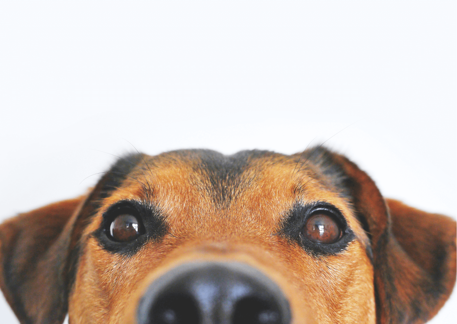 Come far perdere peso al cane obeso con un’alimentazione sana