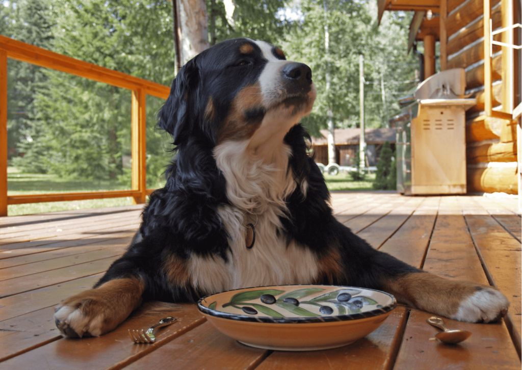 Porta l’amore in tavola con la preparazione degli alimenti casalinghi per cani