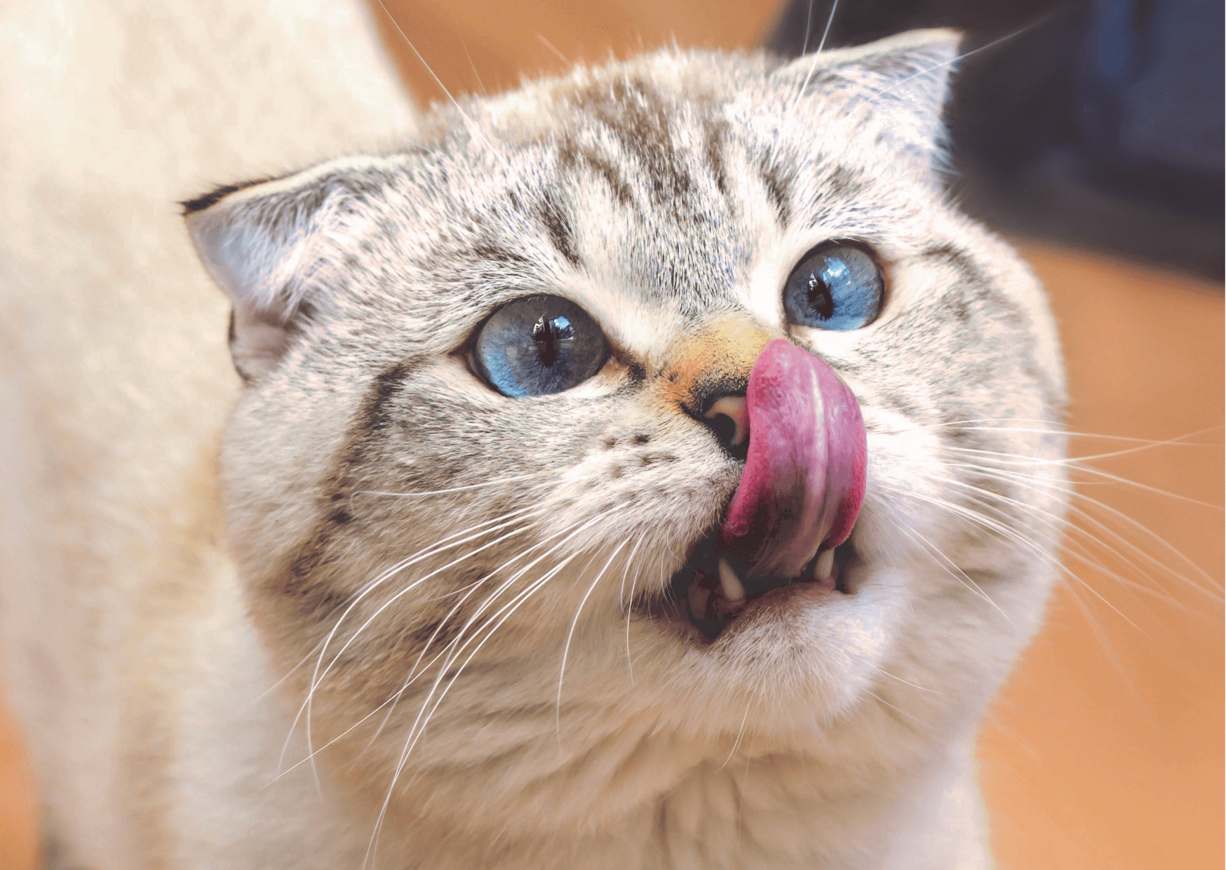 Cosa dare da mangiare ad un gatto: cosa devi sapere