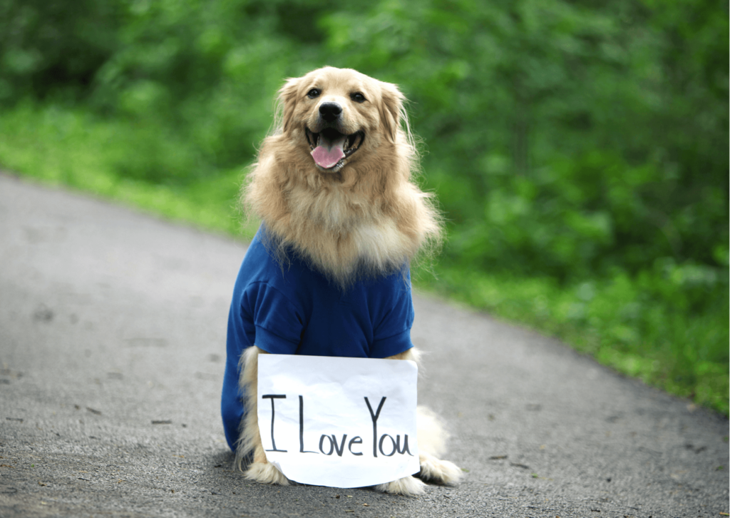 Porta l’amore in tavola con la preparazione degli alimenti casalinghi per cani