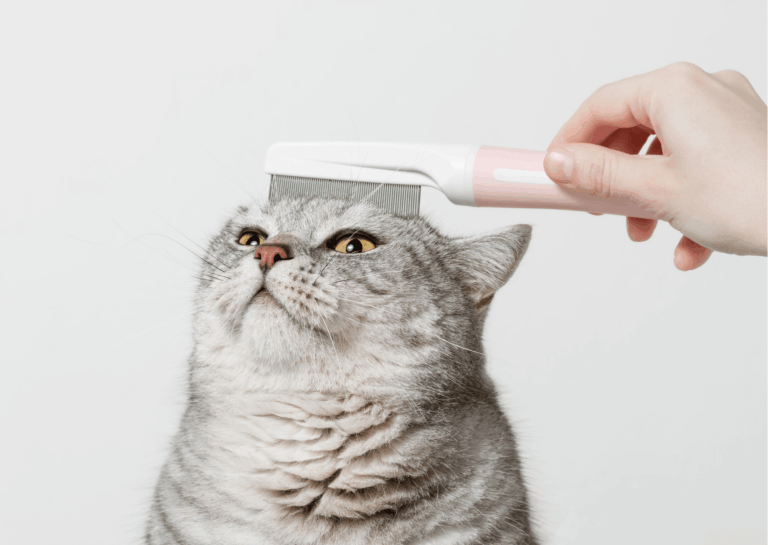 Perdita peli gatto: cause e rimedi efficaci
