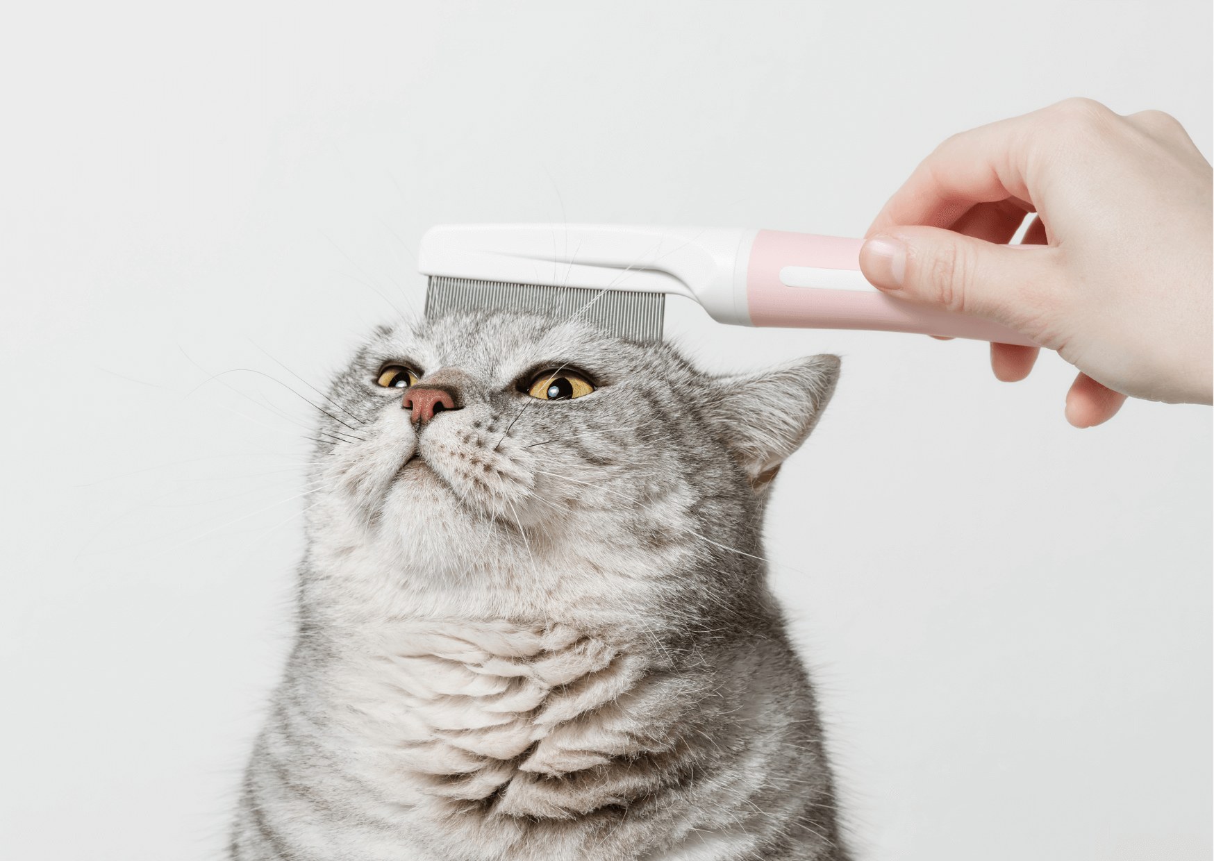 Perdita peli gatto: cause e rimedi efficaci