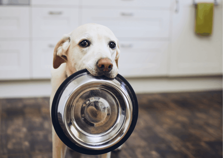 Cane affamato: perché il cane ha sempre fame?