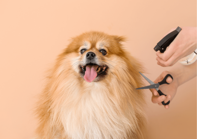 Perdita pelo del cane: cause, sintomi e rimedi efficaci