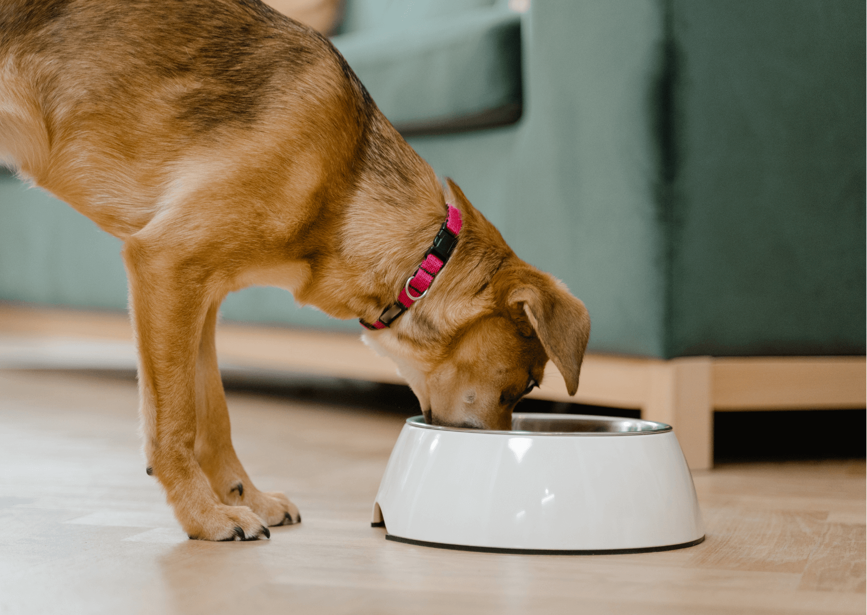 Cambiare alimentazione al cane: come e perché farlo?