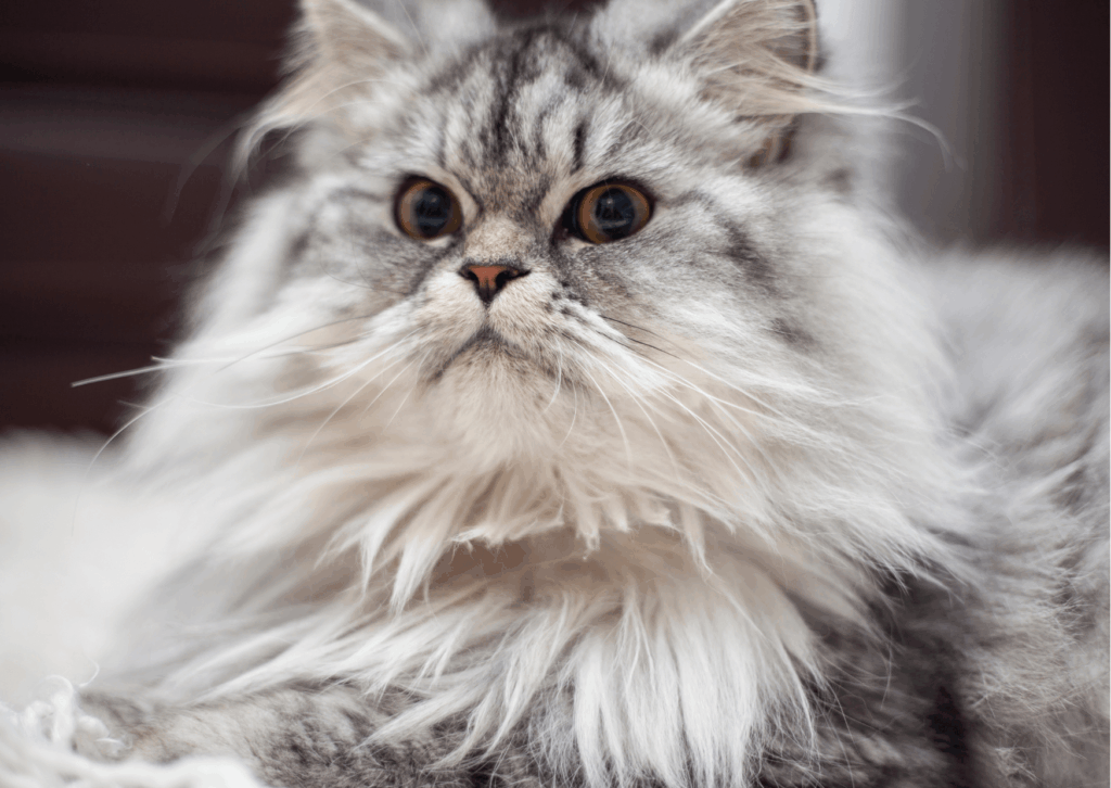Perdita peli gatto: cause e rimedi efficaci