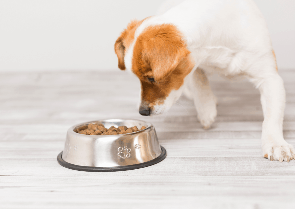 Monoproteico per cani: cos'è e quando sceglierlo