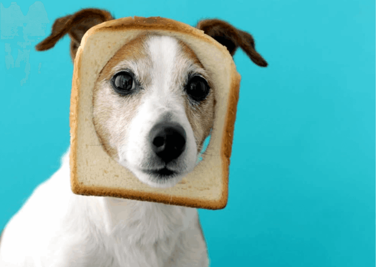 Il cane può mangiare il pane?