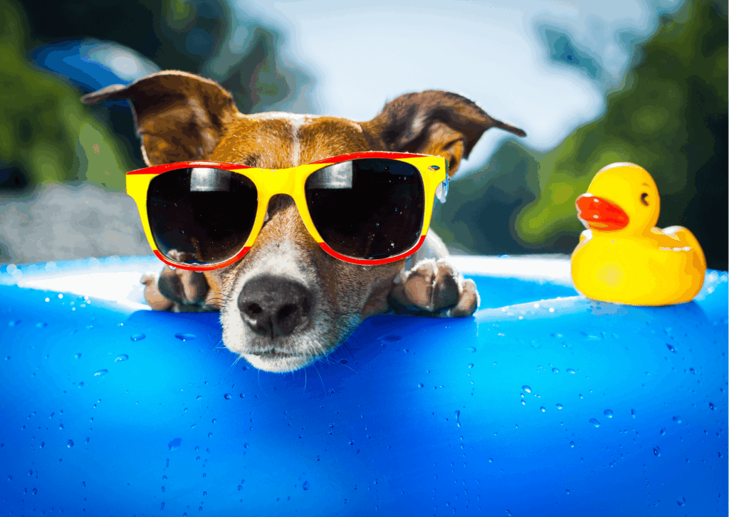 Cibi per cane in estate: guida all'alimentazione estiva