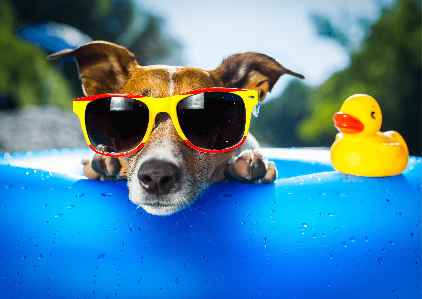 Cibi per cane in estate: guida all'alimentazione estiva