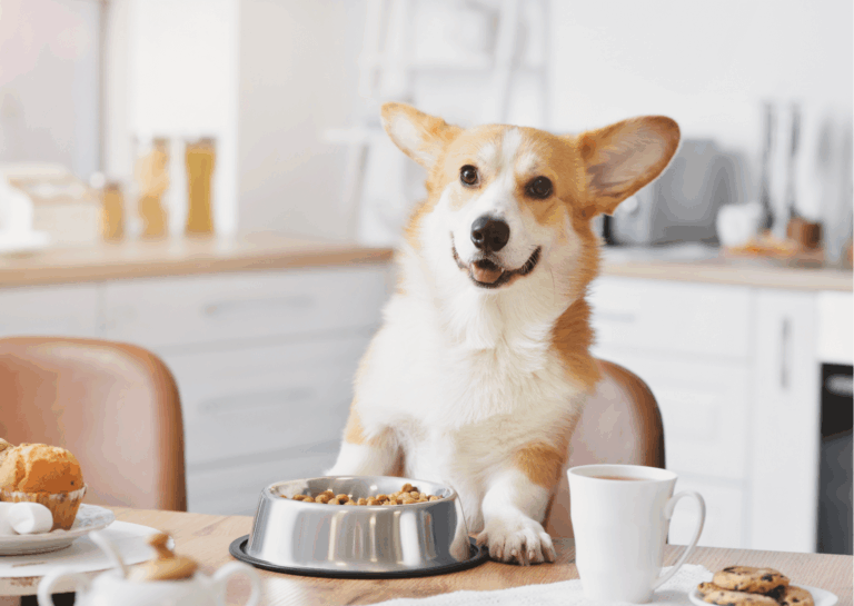 Cosa dare da mangiare al cane: attenzione ai rischi del cibo della tavola