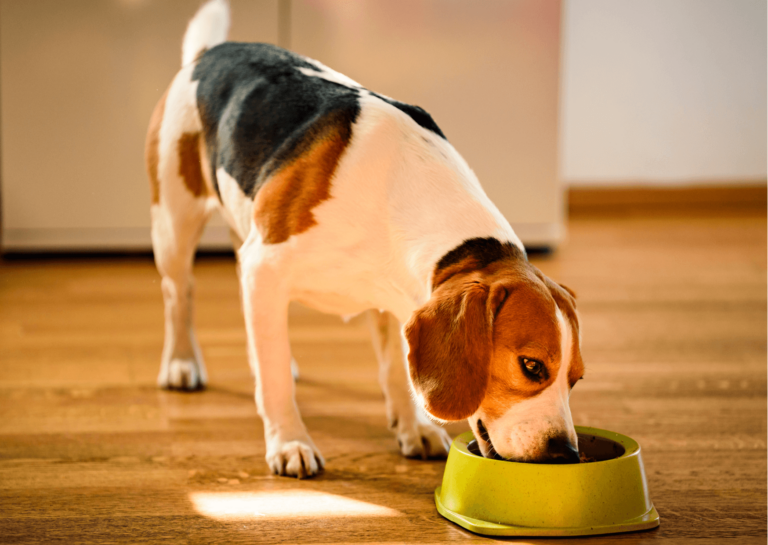 Cibo per gatti ai cani: è sicuro o rischioso?