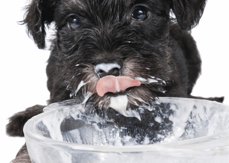 Yogurt per cani e gatti: guida completa ai benefici e tipi consigliati