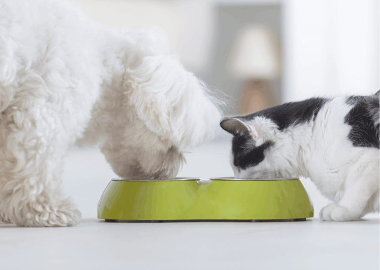 Allergia e intolleranza alimentare nel cane e nel gatto