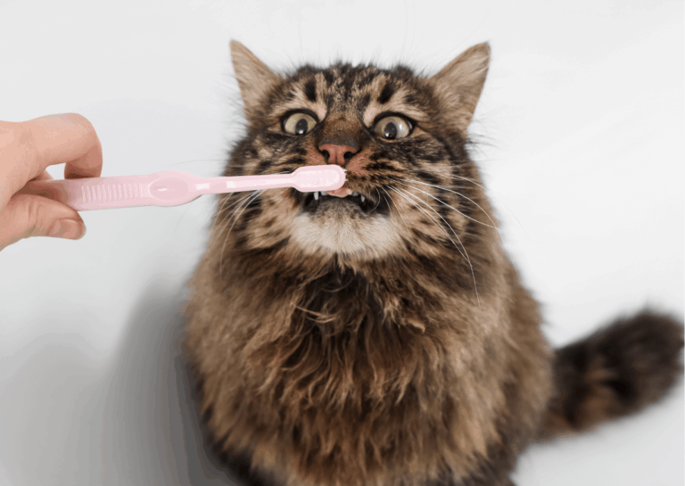 Pulizia denti gatto: come e quando farlo?