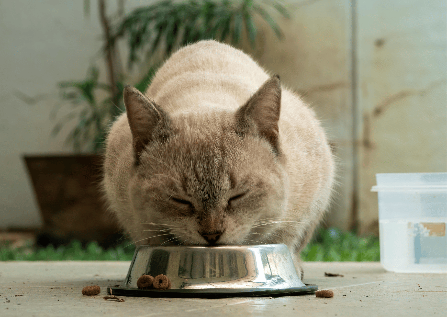 Perché il gatto non mangia