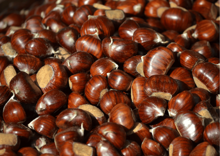 castagne ai gatti: sono sicure?