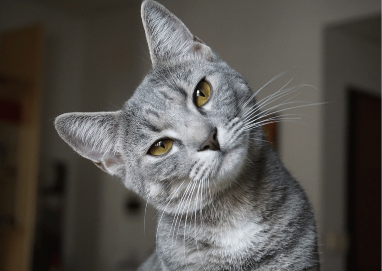 Gatto in sovrappeso: come aiutare un gatto grasso a tornare in forma