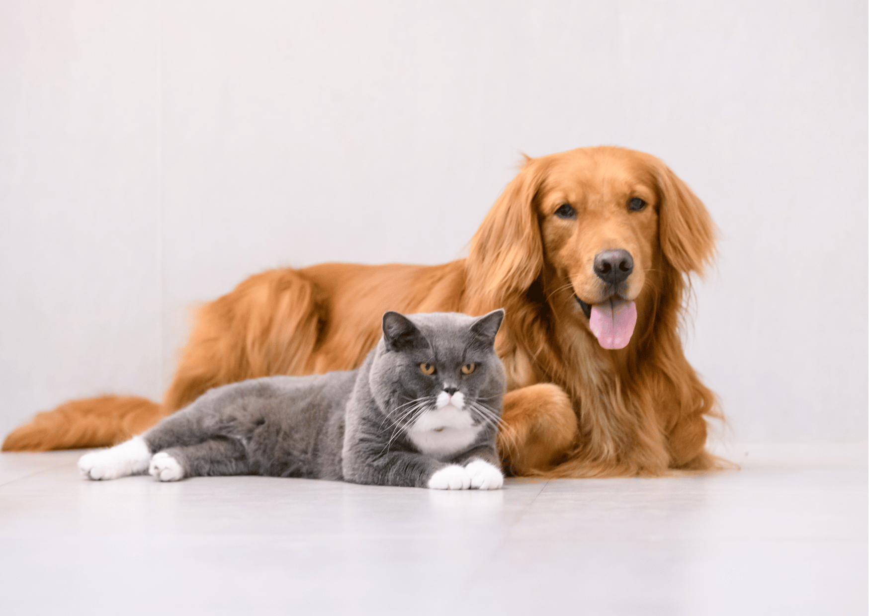Dieta di eliminazione: che cos’è e come funziona per cani e gatti