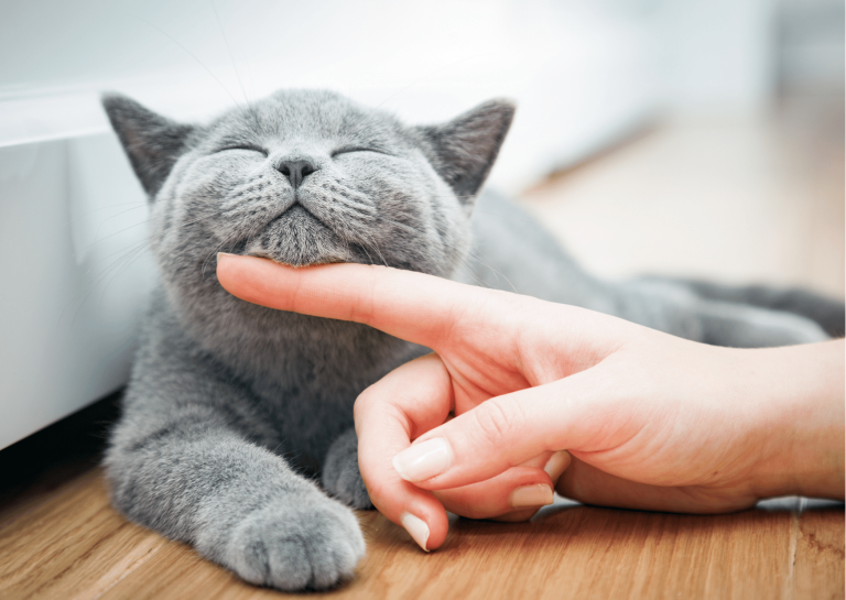 Cambiare alimentazione al gatto: come e perché farlo in modo corretto
