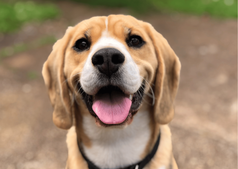 Salute dei cani: scopri l’importanza del microbiota intestinale
