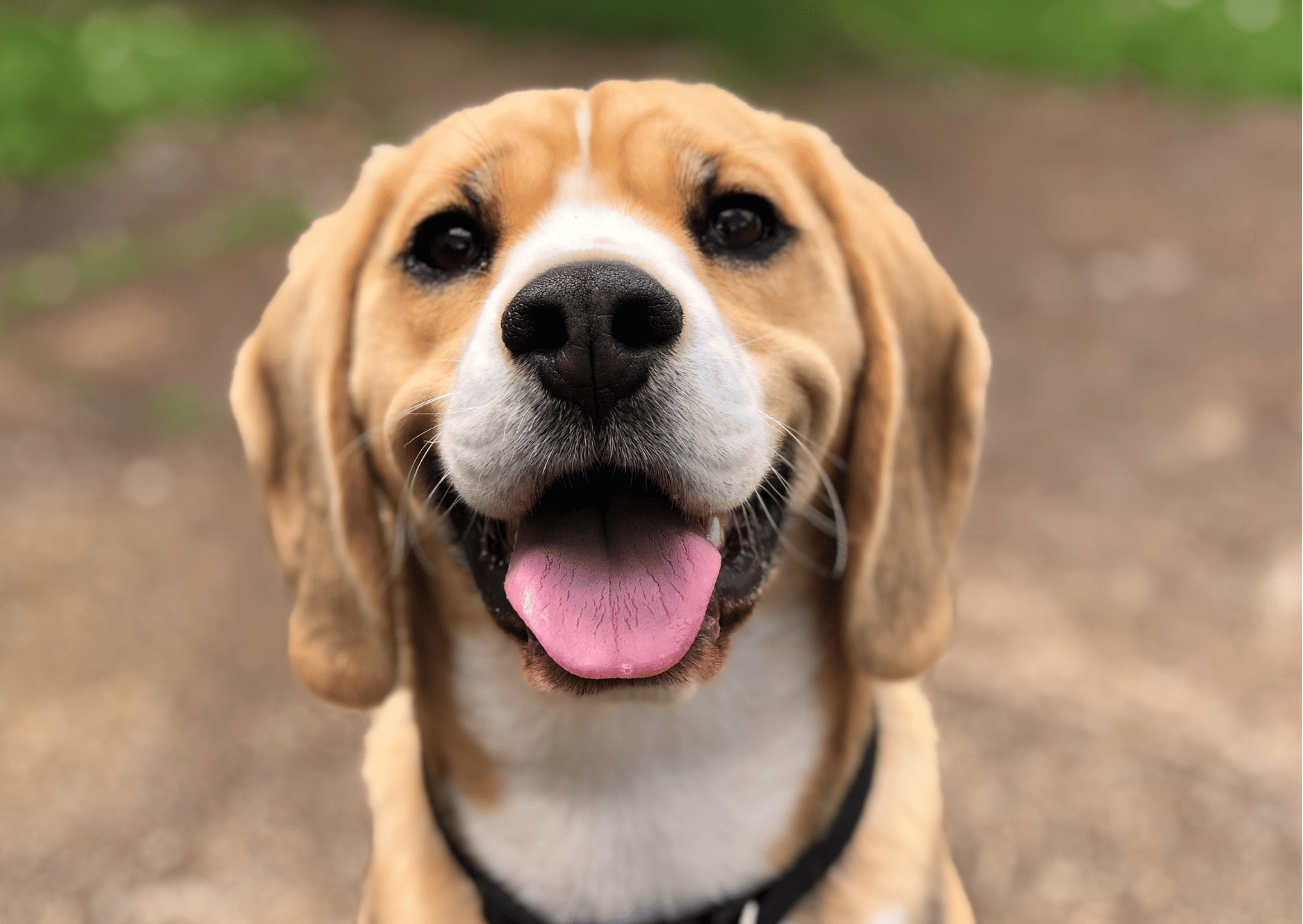 Salute dei cani: scopri l’importanza del microbiota intestinale