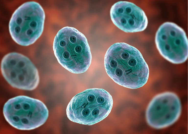 Parassiti negli animali domestici: prevenzione e trattamento della giardia del cane