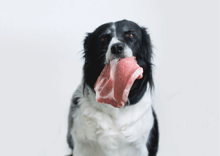 Dieta BARF Cani: Guida Completa all'Alimentazione Naturale