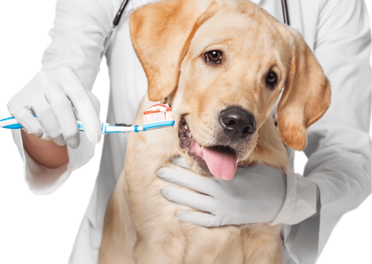 Pulizia dentale del cane: perché è importante e come farla nel modo giusto