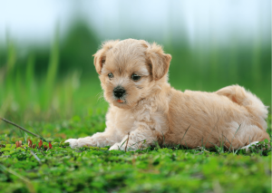 Svezzamento dei cani: guida completa per cuccioli sani e ben nutriti