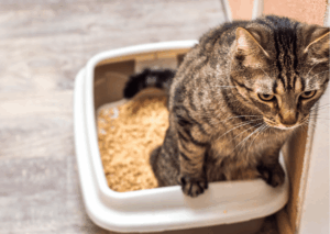 Struvite nel gatto: sintomi, dieta e come sciogliere i cristalli urinari