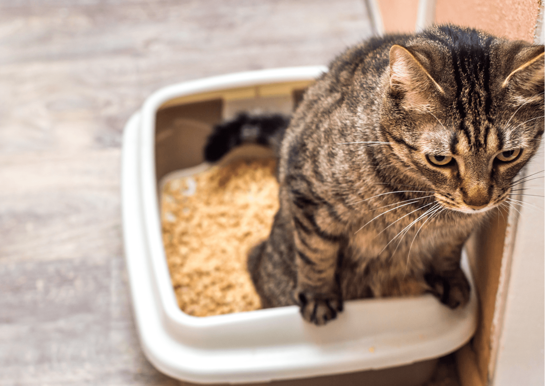 Struvite nel gatto: sintomi, dieta e come sciogliere i cristalli urinari