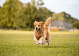 Glucosamina e condroitina per cani: quando servono e come agiscono sulle articolazioni